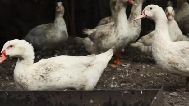농장에 오리들 입니다 오리들 마당을 어슬렁 거린다 살코기를 기르는 사업적 — 비디오