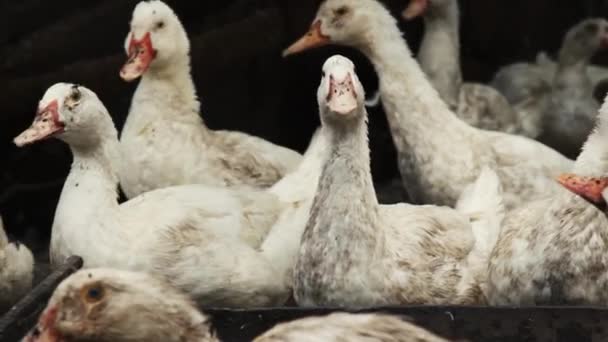 농장에 오리들 입니다 오리들 마당을 어슬렁 거린다 살코기를 기르는 사업적 — 비디오