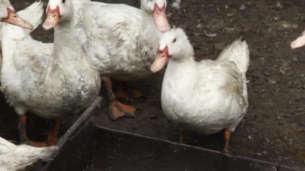 Pato Doméstico Uma Fazenda Aldeia Muitos Patos Brancos Caminham Pelo — Vídeo de Stock