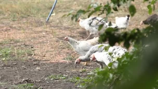 野生火鸡在花园里的村子里吃草 家鸟在户外 家禽肉 健康饮食的概念 — 图库视频影像