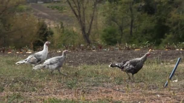 Wilde Kalkoenen Grazen Het Dorp Tuin Huisvogels Buiten Pluimveevlees Gezond — Stockvideo