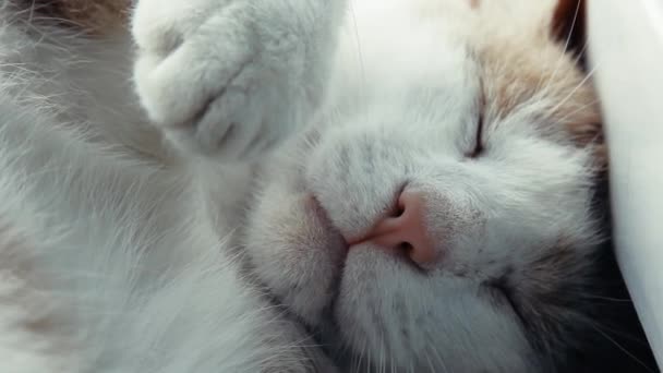 Kočka Spí Parapetu Šťastné Rodiny Červená Kočka Spí Okně Slunci — Stock video