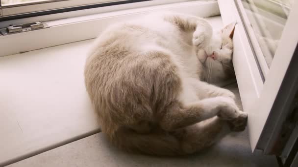Cat Tidur Atas Jendela Keluarga Bahagia Kucing Merah Tidur Jendela — Stok Video