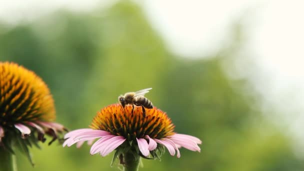 Makro Zblízka Včely Sbírající Pyl Žlutém Květu Během Opylování Makro — Stock video