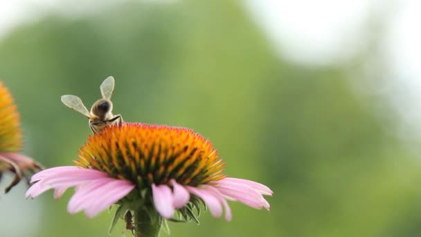 Zbliżenie Pszczół Miodnych Latać Wokół Fioletowych Kwiatów Wiosną Pszczoły Zbierają — Wideo stockowe