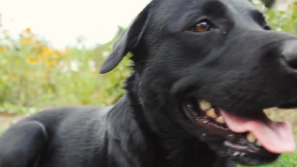 Close Van Muilkorf Van Een Labrador Hond Die Omhoog Kijkt — Stockvideo