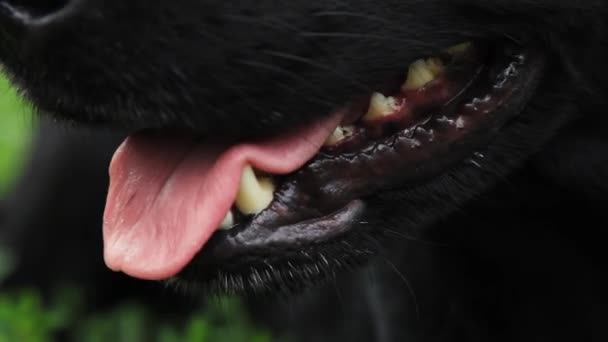 Крупный План Морды Собаки Лабрадора Которая Смотрит Вверх Милый Черный — стоковое видео