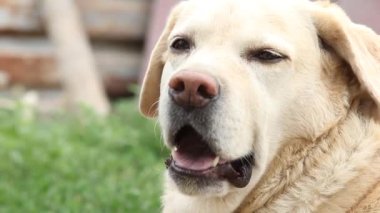 Labrador köpeğinin yukarı bakan ağızlığının yakın görüntüsü. Şirin kum renkli köpek sahibinden emir bekliyor ya da yemek üzere. Köpek insanın en iyi dostudur.