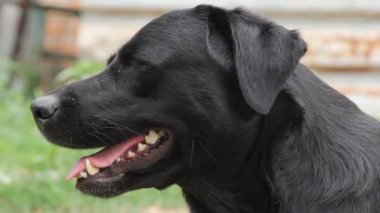 Yukarı bakan bir Labrador köpeğinin namlusuna yakın plan. Şirin siyah bir köpek sahibinden emir bekliyor ya da yemek yemek üzere. Köpek insanın en iyi dostudur.