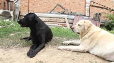 Yukarı bakan bir Labrador köpeğinin namlusuna yakın plan. Şirin siyah bir köpek sahibinden emir bekliyor ya da yemek yemek üzere. Köpek insanın en iyi dostudur.