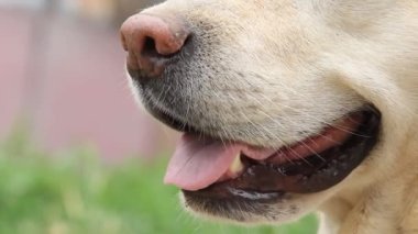 Labrador köpeğinin yukarı bakan ağızlığının yakın görüntüsü. Şirin kum renkli köpek sahibinden emir bekliyor ya da yemek üzere. Köpek insanın en iyi dostudur.