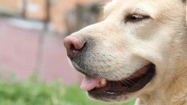 Labrador köpeğinin yukarı bakan ağızlığının yakın görüntüsü. Şirin kum renkli köpek sahibinden emir bekliyor ya da yemek üzere. Köpek insanın en iyi dostudur.