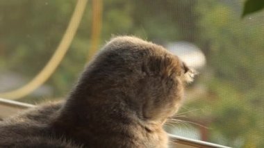 Gri kedicik pencere pervazında oturuyor. Evcil kedi pencereden dışarı bakıyor. Kedilerin ağızlık taktığı yakın plan.