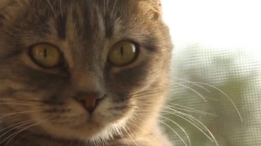 Gri kedicik pencere pervazında oturuyor. Evcil kedi pencereden dışarı bakıyor. Kedilerin ağızlık taktığı yakın plan.