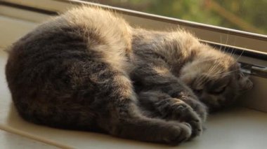 Gri kedicik pencere pervazında oturuyor. Evcil kedi pencereden dışarı bakıyor. Kedilerin ağızlık taktığı yakın plan.