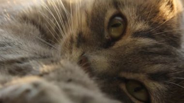 Gri kedicik pencere pervazında oturuyor. Evcil kedi pencereden dışarı bakıyor. Kedilerin ağızlık taktığı yakın plan.