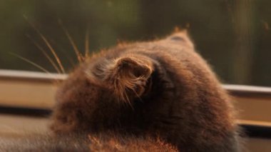 Güneşte kedi kulakları kapanır. Kedi güneşin tadını çıkarıyor.