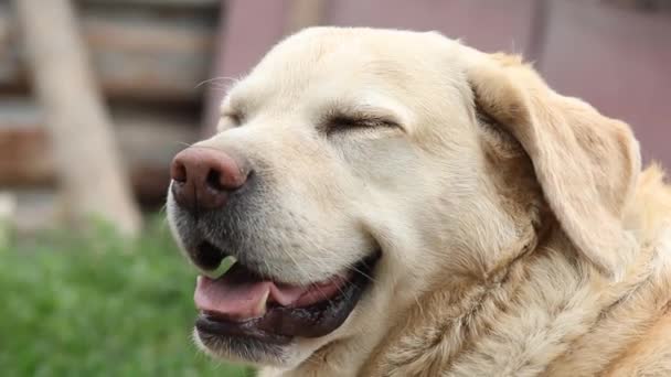 Close View Muzzle Labrador Dog Looks Cute Sand Colored Dog — Stock Video