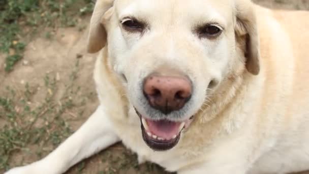 Labrador Köpeğinin Yukarı Bakan Ağızlığının Yakın Görüntüsü Şirin Kum Renkli — Stok video