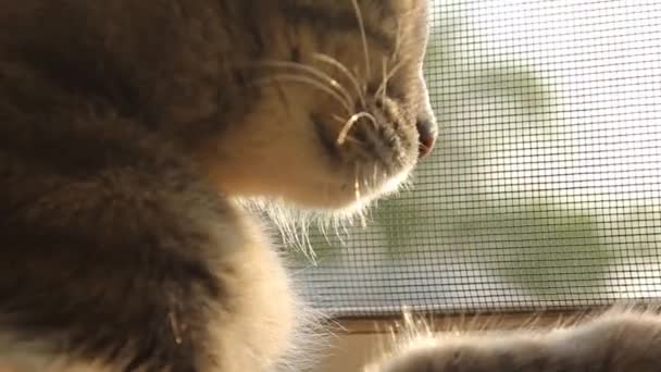 Szary Kotek Siedzi Parapecie Domowy Kot Wygląda Przez Okno Zbliżenie — Wideo stockowe