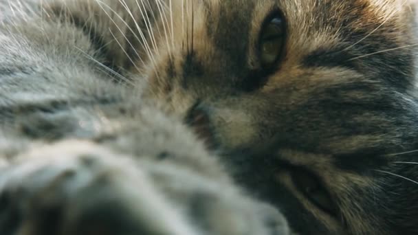 Šedá Skládací Kočka Sedí Parapetu Domácí Kočka Dívá Okna Detailní — Stock video