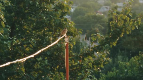 Ein Sperling Sitzt Auf Drähten Der Sonne Vor Dem Hintergrund — Stockvideo