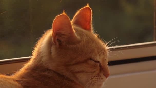 Katzenohren Aus Nächster Nähe Der Sonne Die Katze Sonnt Sich — Stockvideo