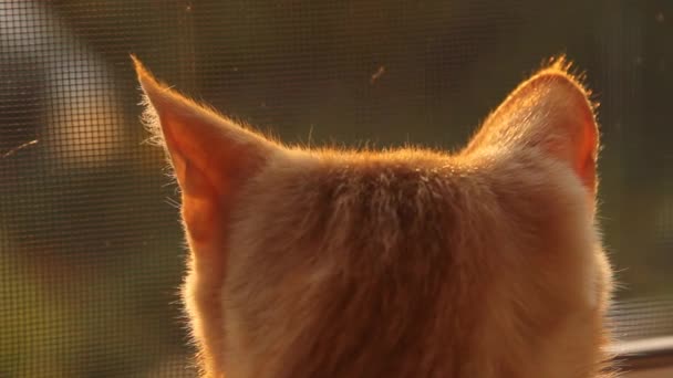 Orelhas Gato Fecham Sol Gato Está Aquecendo Sol — Vídeo de Stock