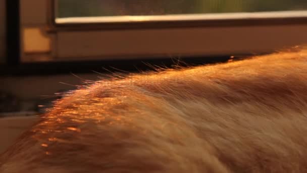 Katt Öron Närbild Solen Katten Solar Sig Solen — Stockvideo