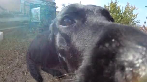 Close Focinho Cão Labrador Que Olha Para Cima Cão Preto — Vídeo de Stock