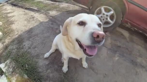 Vista Cercana Del Hocico Perro Labrador Que Mira Hacia Arriba — Vídeos de Stock