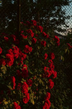 Bahçedeki güneş ışınlarının arka planında kırmızı güller. Tebrik kartı şablonu, Sevgililer Günü için pankart ve bayram dilekleri. Anneler Günü