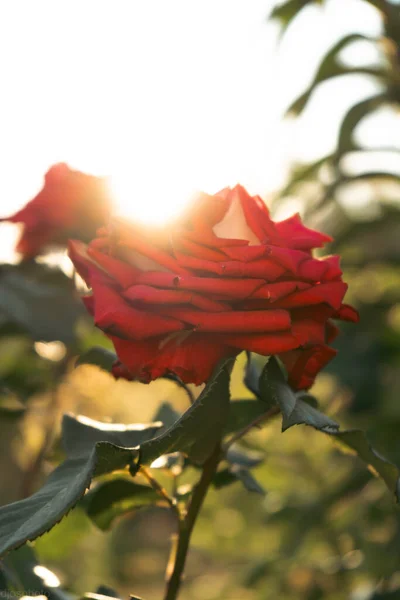 Червоні Троянди Тлі Сонячних Променів Саду Хранительный Шаблон Значок Валентинового — стокове фото