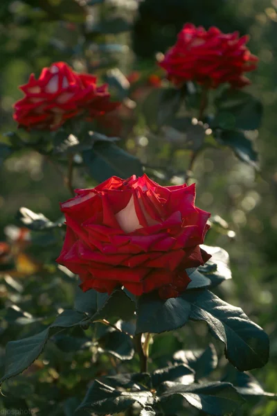 ดอกก หลาบแดงบนพ นหล งของแสงแดดในสวน เทมเพลตการ ดอวยพร แบนเนอร าหร นวาเลนไทน และความปรารถนาว — ภาพถ่ายสต็อก