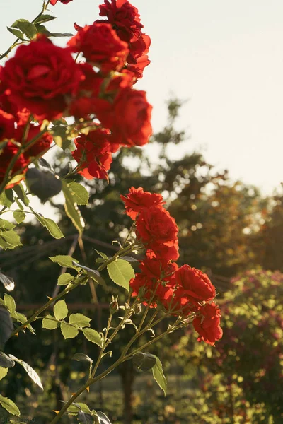 Piros Rózsák Háttérben Napsugarak Kertben Üdvözlőlap Sablon Banner Valentin Nap — Stock Fotó