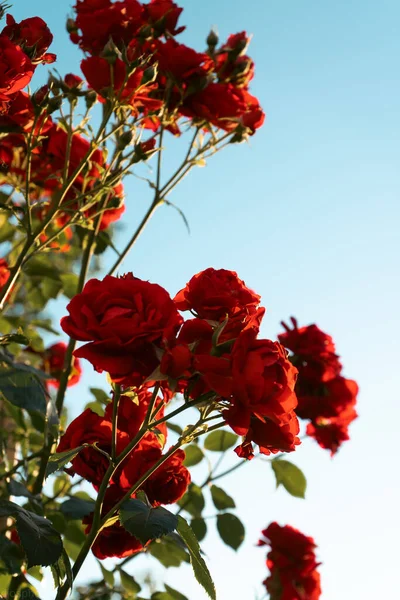 Rosas Vermelhas Fundo Dos Raios Sol Jardim Modelo Cartão Saudação — Fotografia de Stock