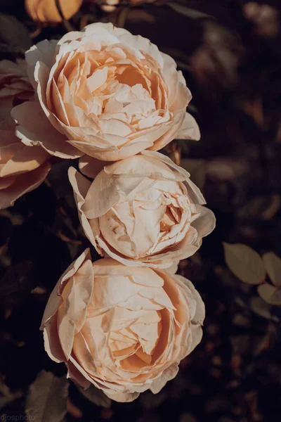 Virágzó Sárga Vörös Rózsák Egy Misztikus Kertben Egy Titokzatos Mese — Stock Fotó