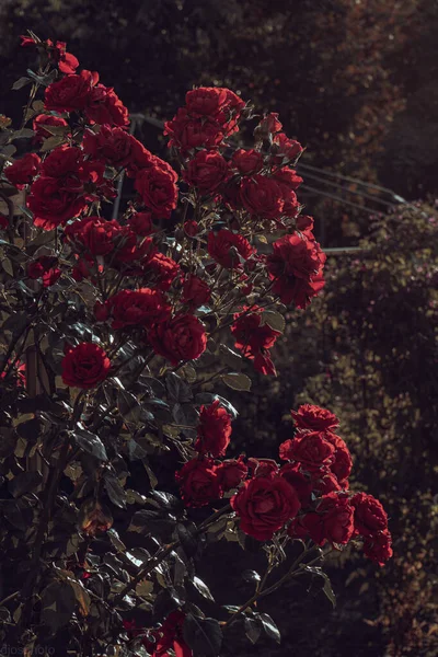 Trandafiri Roșii Fundalul Razelor Solare Grădină Șablon Felicitare Banner Pentru — Fotografie, imagine de stoc