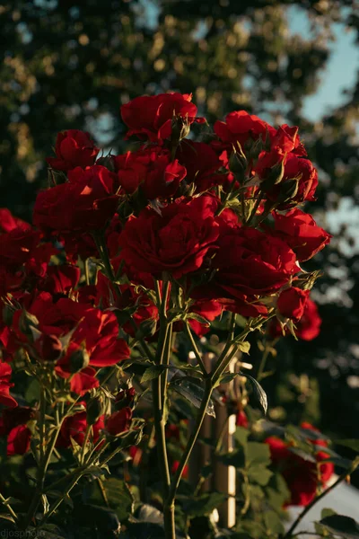 Piros Rózsák Háttérben Napsugarak Kertben Üdvözlőlap Sablon Banner Valentin Nap — Stock Fotó