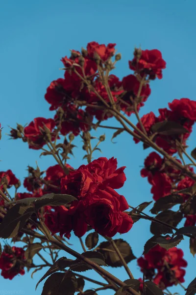 Красные Розы Фоне Солнечных Лучей Саду Шаблон Поздравительных Открыток Баннер — стоковое фото