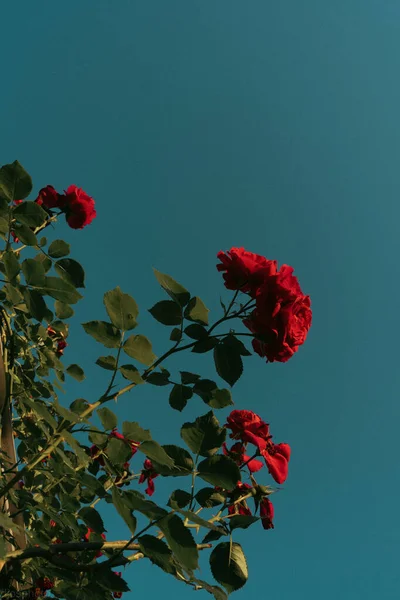 Красные Розы Фоне Солнечных Лучей Саду Шаблон Поздравительных Открыток Баннер — стоковое фото