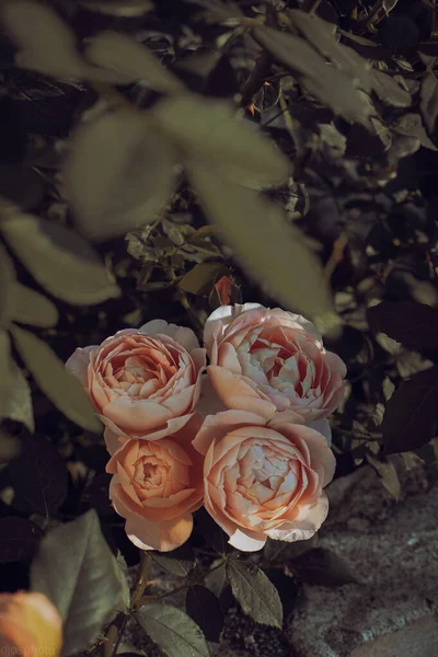 Цветущие Жёлтые Красные Розы Мистическом Саду Таинственном Летнем Цветочном Фоне — стоковое фото