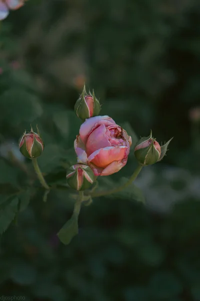 灿烂的黄色和红色的玫瑰在一个神秘的花园在一个神秘的童话夏天的花卉背景 美妙的自然 梦幻的风景 用柔和 深沉的声调和深浅的色调抚慰 — 图库照片
