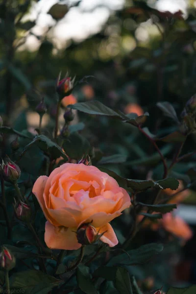 Floração Rosas Amarelas Vermelhas Jardim Místico Misterioso Conto Fadas Verão — Fotografia de Stock