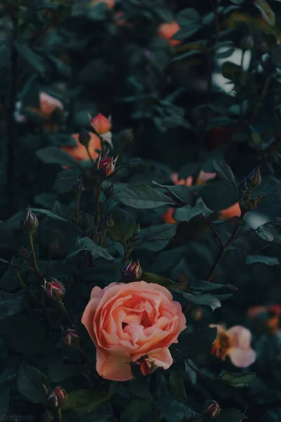 Квітучі Жовті Червоні Троянди Містичному Саду Таємничому Казковому Літньому Квітковому — стокове фото