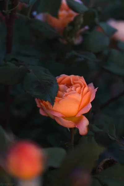 神秘的なおとぎ話の夏の花の背景に神秘的な庭で黄色と赤のバラを咲かせます 幻想的な自然 夢のような風景 抑制された暗い色調と色合いでトーニング — ストック写真