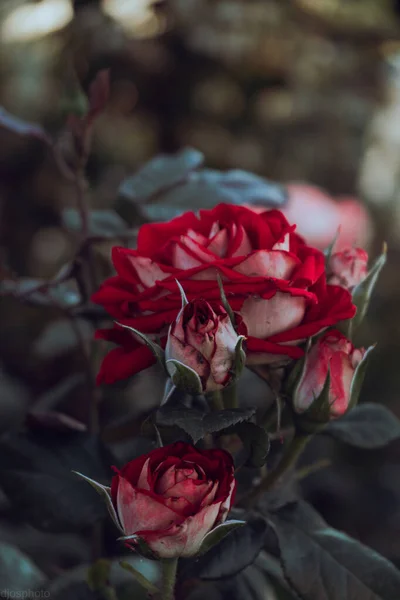 Κόκκινα Τριαντάφυλλα Στο Φόντο Των Ακτίνων Του Ήλιου Στον Κήπο — Φωτογραφία Αρχείου