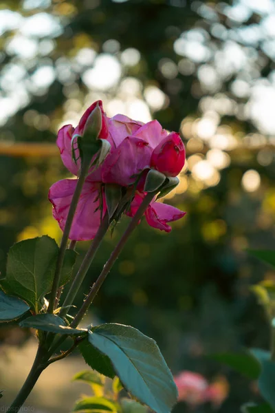 Квітучі Жовті Червоні Троянди Містичному Саду Таємничому Казковому Літньому Квітковому — стокове фото