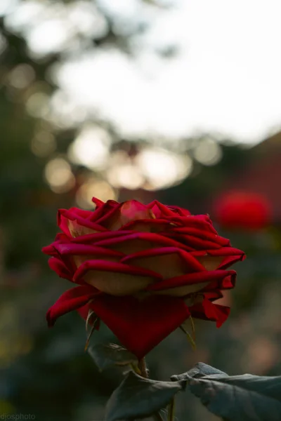 Червоні Троянди Тлі Сонячних Променів Саду Хранительный Шаблон Значок Валентинового — стокове фото
