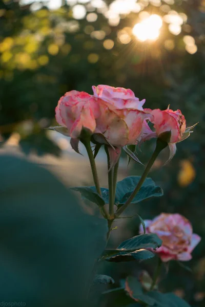 Floração Rosas Amarelas Vermelhas Jardim Místico Misterioso Conto Fadas Verão — Fotografia de Stock